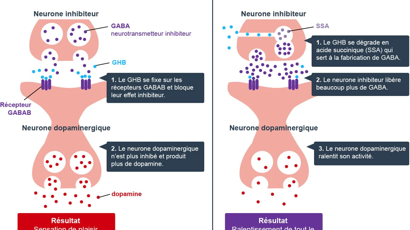 Effets du GHB au niveau des neuro-transmetteurs du cerveau